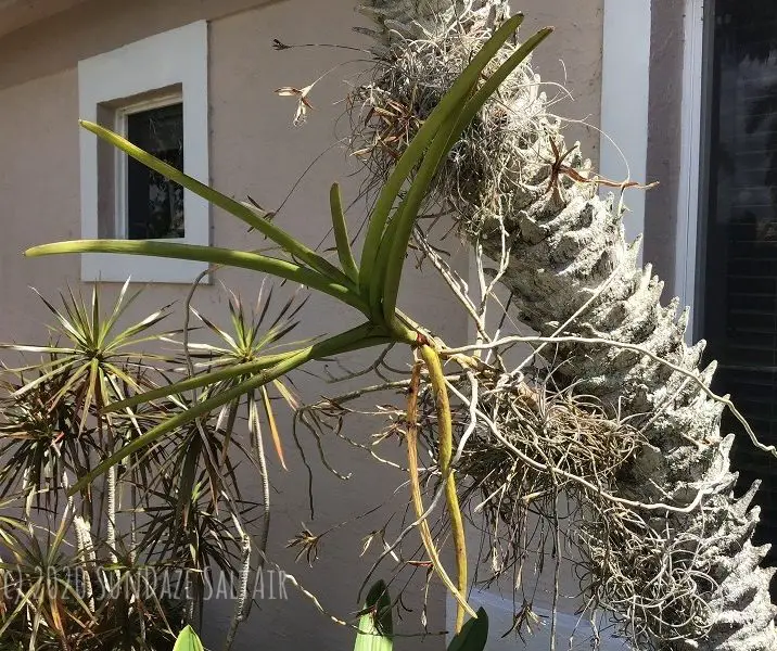 Yellow leaves on Vanda orchid