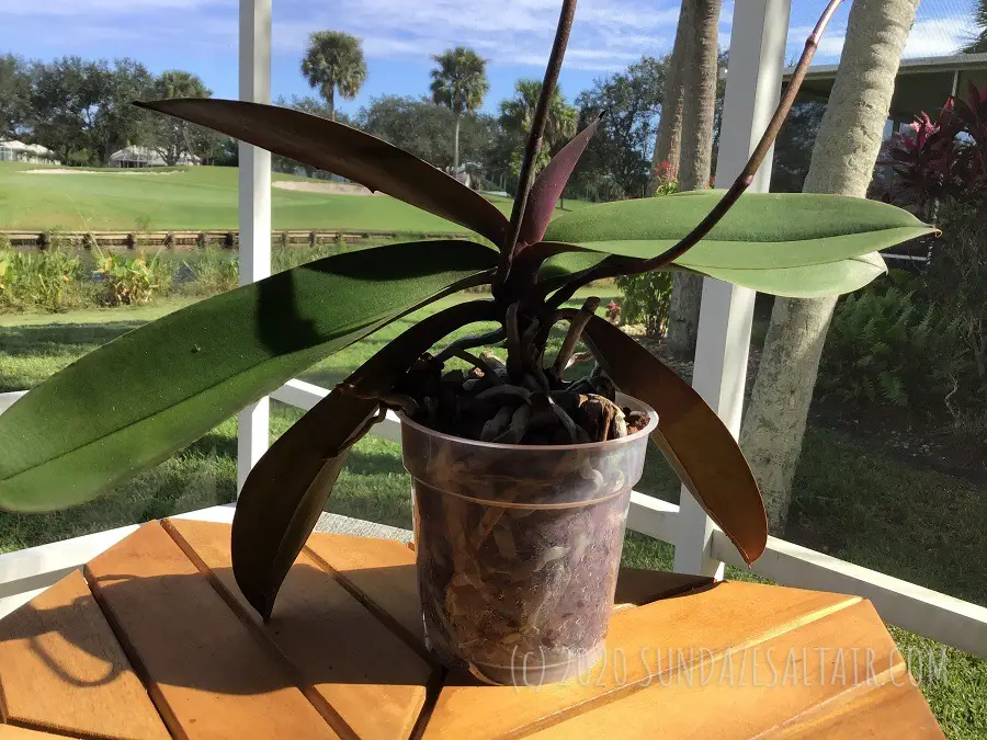 Can you regrow roots on an orchid with no roots - This healthy phalaenopsis enjoys some sun on the porch