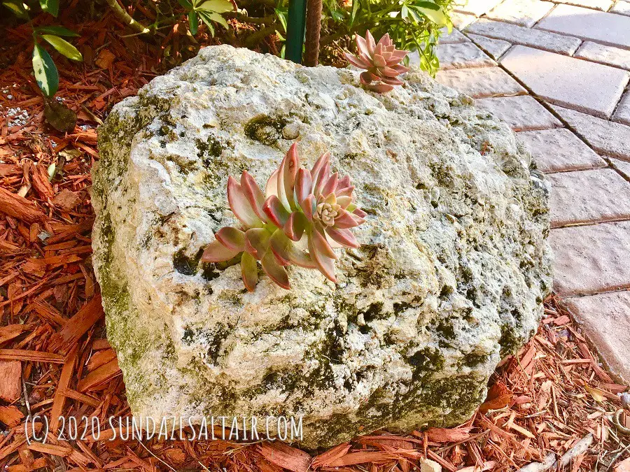 Echeveria succulents right at home growing out of the crevices of these sedimentary rocks in the garden