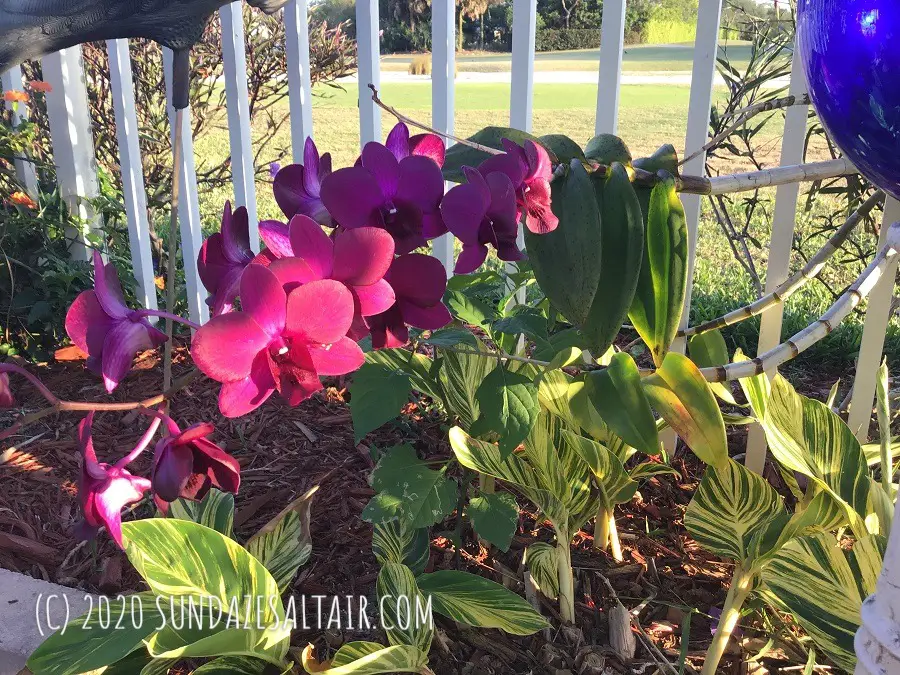 Gorgeous Purple Dendrobium - Can Orchids Change Color?