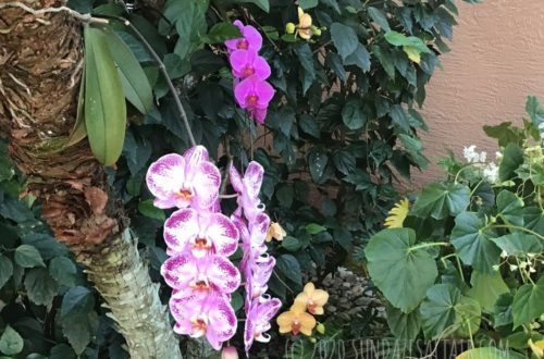 Grow new roots on a rootless orchid - A variety of beautiful orchids with healthy roots suspended from trees