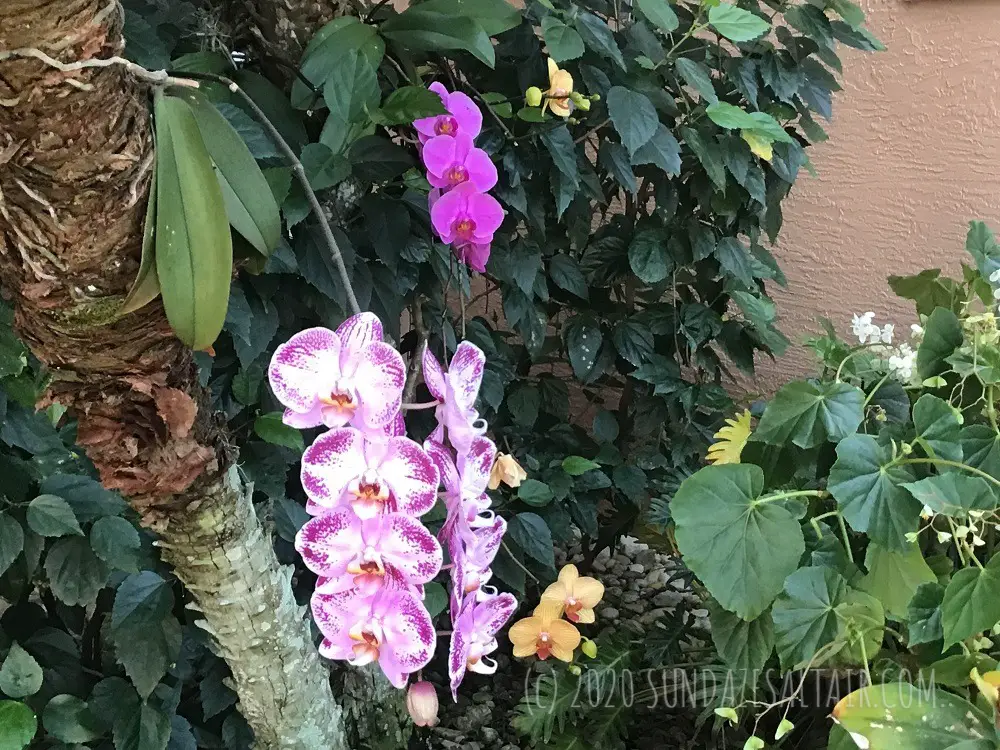 Grow new roots on a rootless orchid - A variety of beautiful orchids with healthy roots suspended from trees