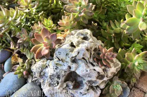 Grow succulents on rocks - How to grow succulents in and on rocks in the garden
