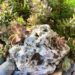 Grow succulents on rocks - How to grow succulents in and on rocks in the garden
