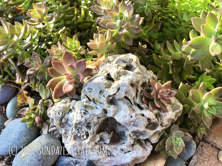 Grow succulents on rocks - How to grow succulents in and on rocks in the garden