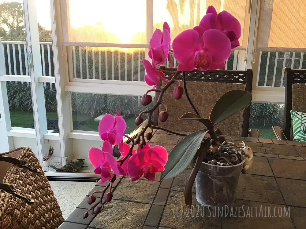 Growing new roots on an orchid with dead or dying roots - beautiful phalaenopsis orchid in front of setting sun