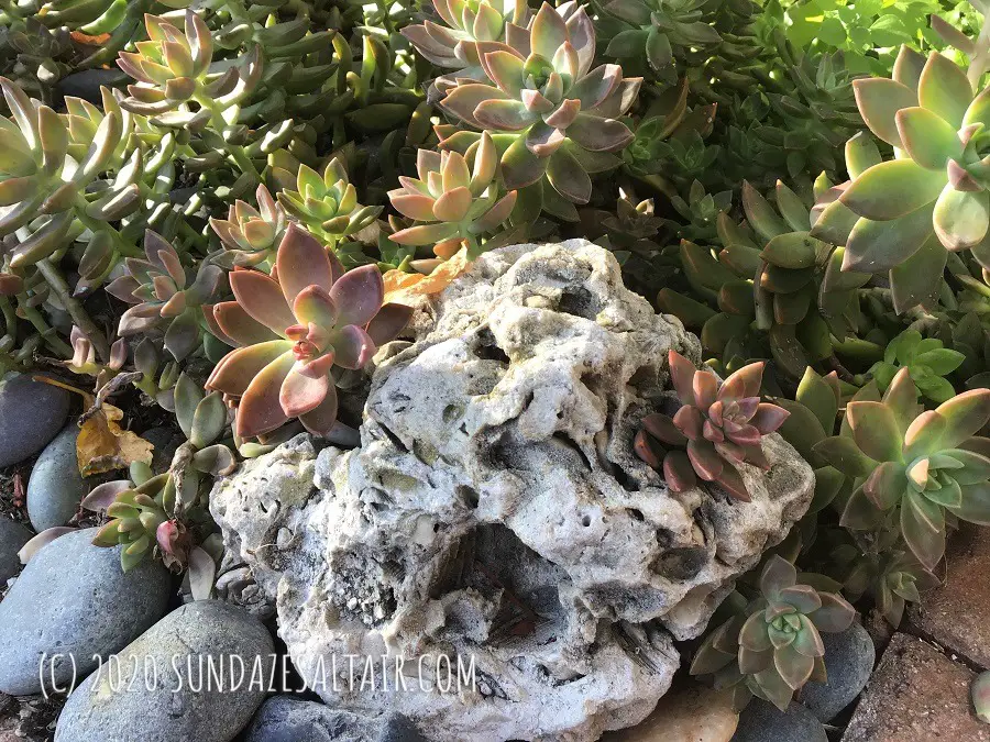 How to grow succulents on rocks - Succulents growing in and on rocks in the garden