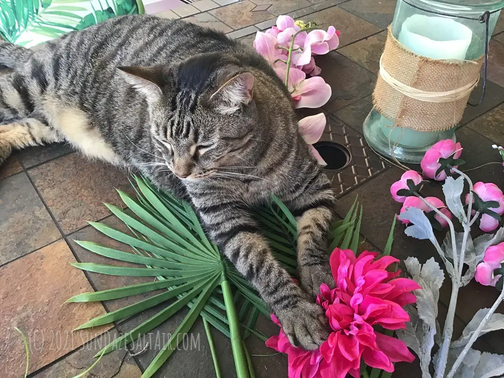 How to make a tropical wreath - make sure your cat assistant isn't just cute & furry, but also doesn't fall asleep on the job