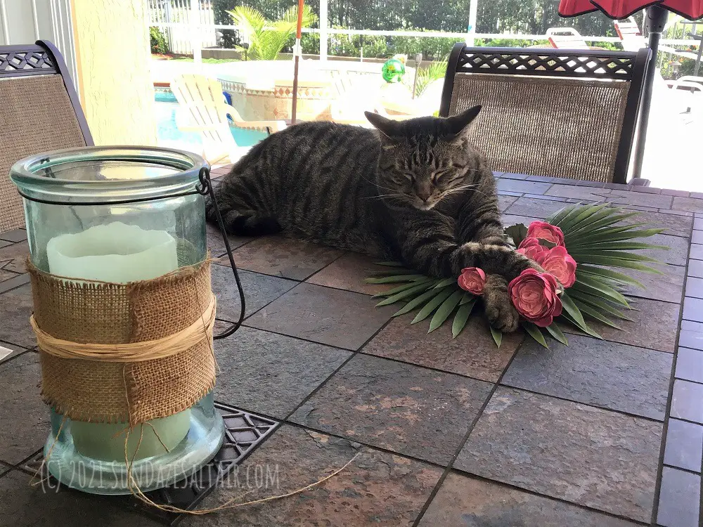 On a wreath making break.... imagine yourself transported to one of those tropical island beaches without a care in the world...like Ruffy the cat
