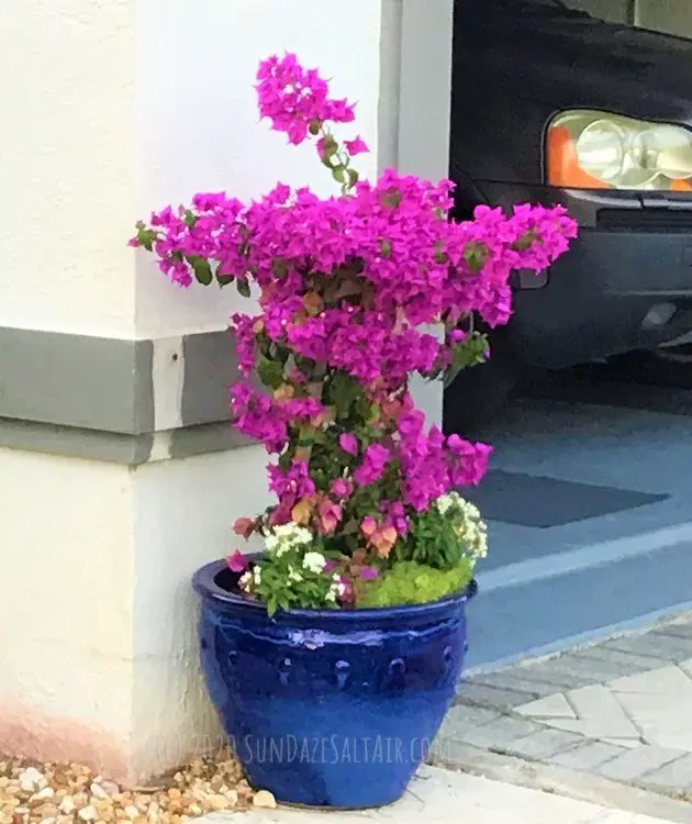How To Grow Bougainvillea In A Pot So You Can Enjoy All Its Beauty & Privacy While Minimizing Its Size & Spread (With Pictures)- Purple bougainvillea in a blue pot container on either side of garage door - flank your garage with potted bougainvillea to enjoy its beauty while keeping it under control