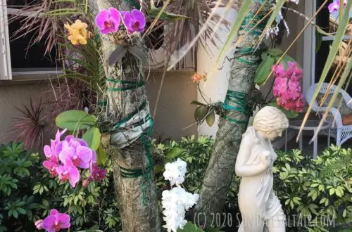 Yellow leaves on vanda orchid- why are the leaves of my vanda turning yellow -Stunning orchids including Vanda adorn Palm trees in this peaceful garden next to statue of young girl