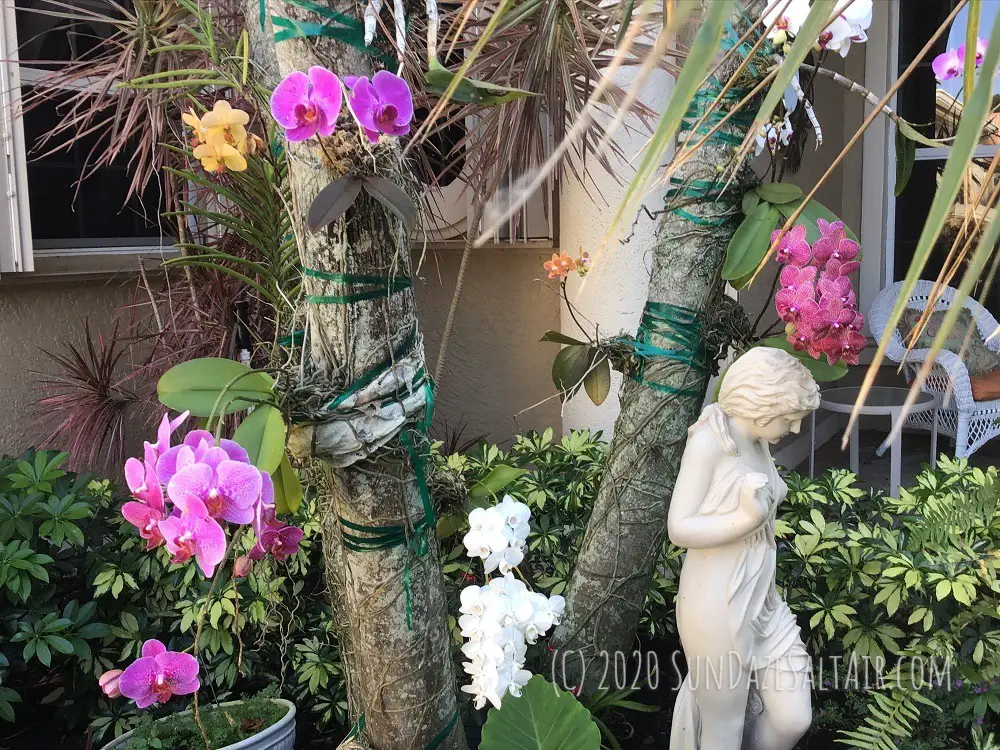 Yellow leaves on vanda orchid- why are the leaves of my vanda turning yellow -Stunning orchids including Vanda adorn Palm trees in this peaceful garden next to statue of young girl