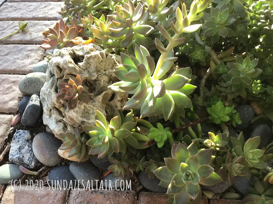 How To Grow Succulents On Rocks For A Unique, One-Of-A-Kind Garden - Succulents growing in and around rocks in this succulent rock garden