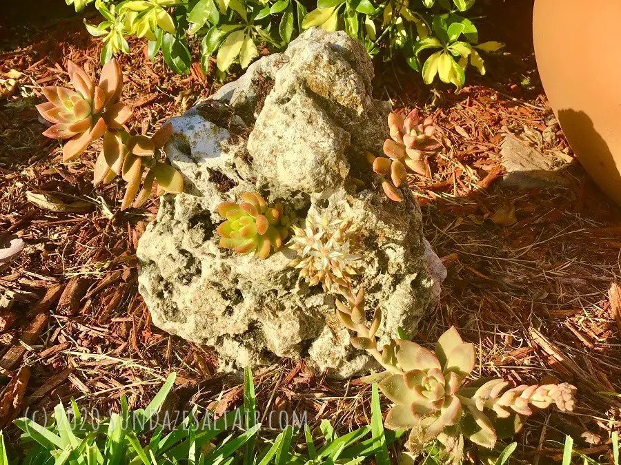 How To Grow Succulents On Rocks For A Unique, One-Of-A-Kind Garden - Succulents growing in rocks in the garden