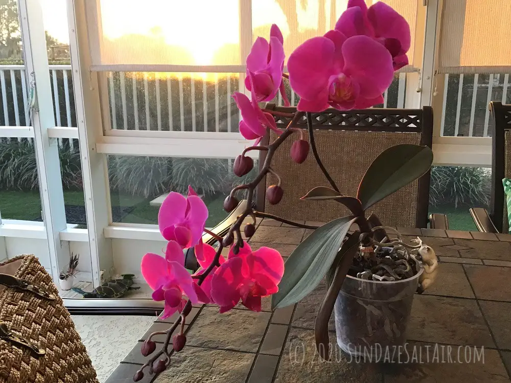how to revive an orchid with dead or dying roots - beautiful phalaenopsis orchid in front of setting sun