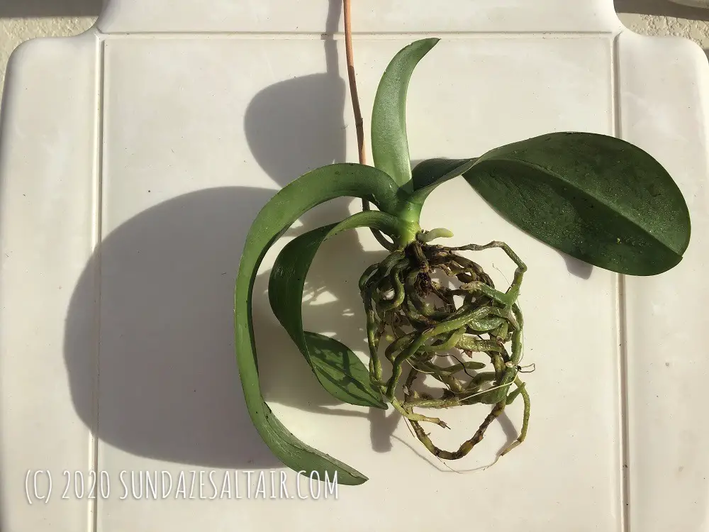 After careful cleaning and pruning, this orchid is out of its old potting media & ready to be re-homed in a hanging orchid basket