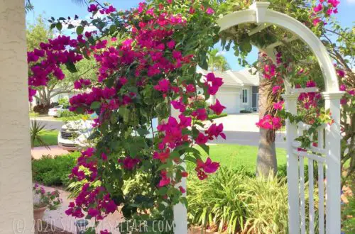 An arbor with beautiful magenta bougainvillea cascading over its arch creates a delightfully enchanting tropical garden path