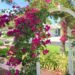 An arbor with beautiful magenta bougainvillea cascading over its arch creates a delightfully enchanting tropical garden path