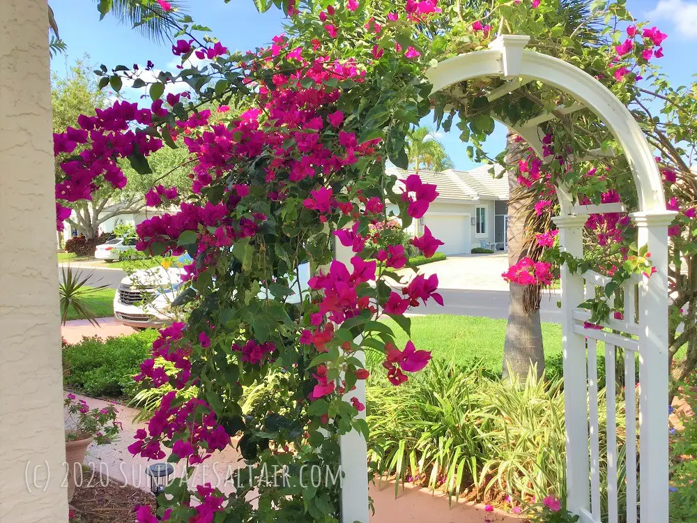 An arbor with beautiful magenta bougainvillea cascading over its arch creates a delightfully enchanting tropical garden path