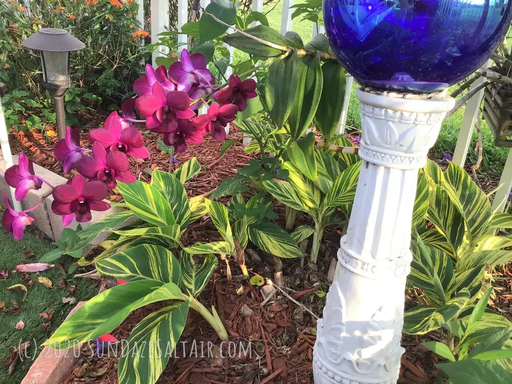 How to grow an orchid in a wood basket? Beautiful purple dendrobium orchid in a hanging basket under a tree next to a gazing globe