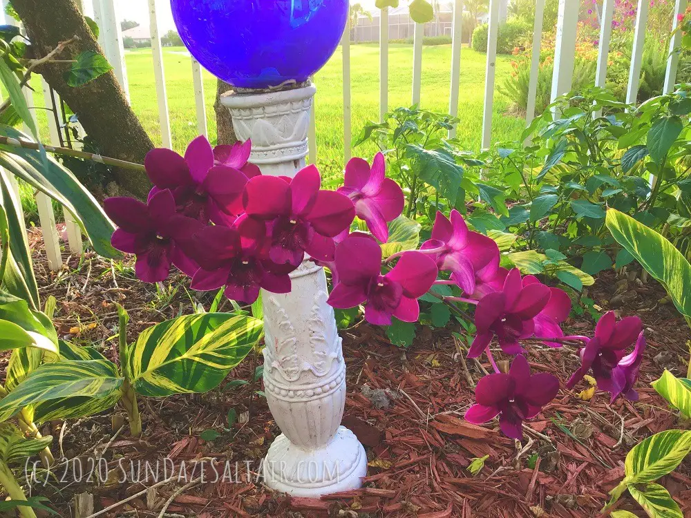 Beautiful purple dendrobium with cascading flowers spilling out from its hanging basket next to gazing globe