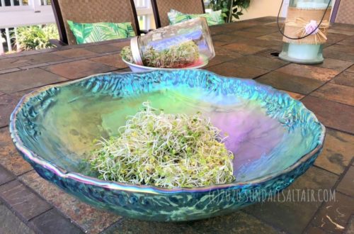 Grow broccoli sprouts at home to fight inflammation, aging & the effects of progerin, like these freshly grown sprouts in an iridescent blue bowl