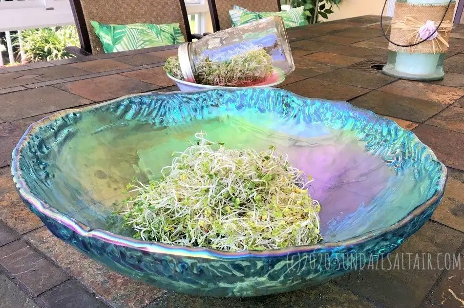Grow broccoli sprouts at home to fight inflammation, aging & the effects of progerin, like these freshly grown sprouts in an iridescent blue bowl