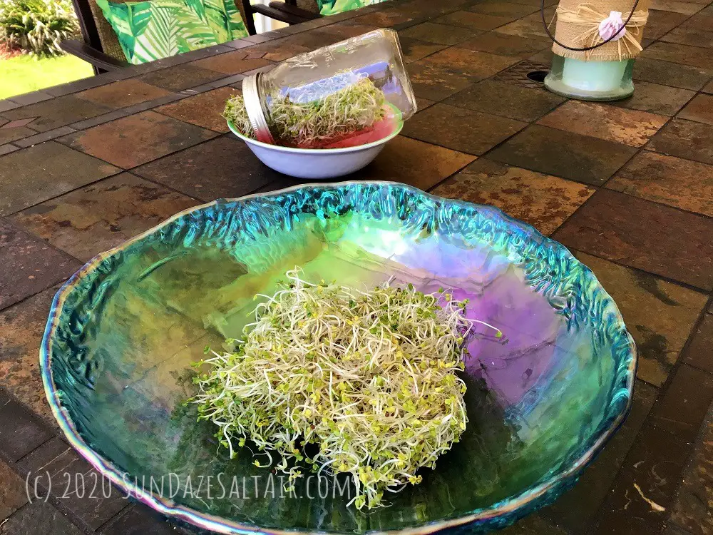 Grow your own broccoli sprouts at home to fight inflammation, aging & the effects of progerin, like these freshly grown sprouts in an iridescent blue bowl