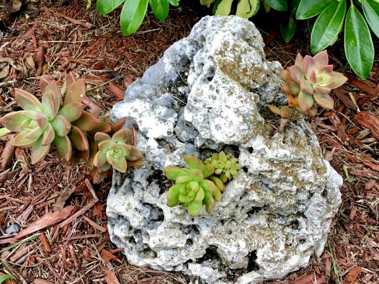 How To Grow Succulents On Rocks For A Unique, One-Of-A-Kind Garden ...