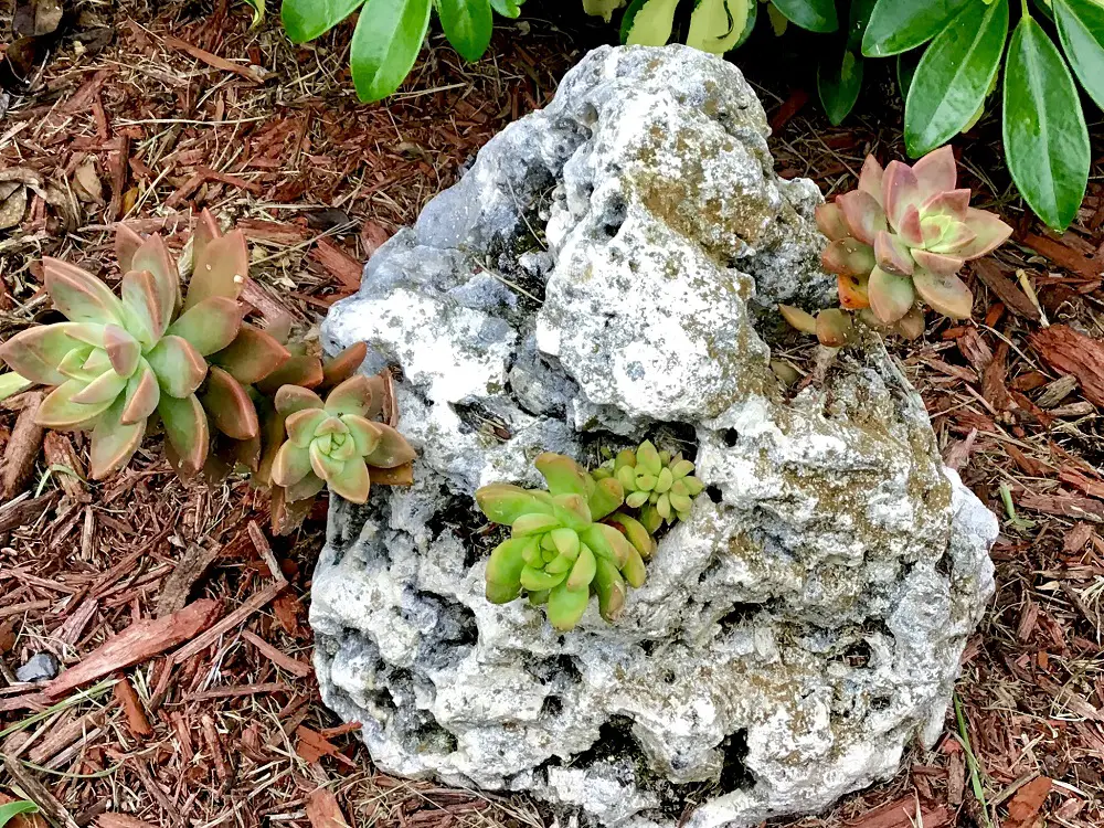 How to grow succulents on rocks - here we see how well the succulents on this rock have grown since they were planted
