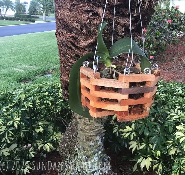 Why plant an orchid in a basket? This orchid transplanted from pot to basket is already thriving in its new home.