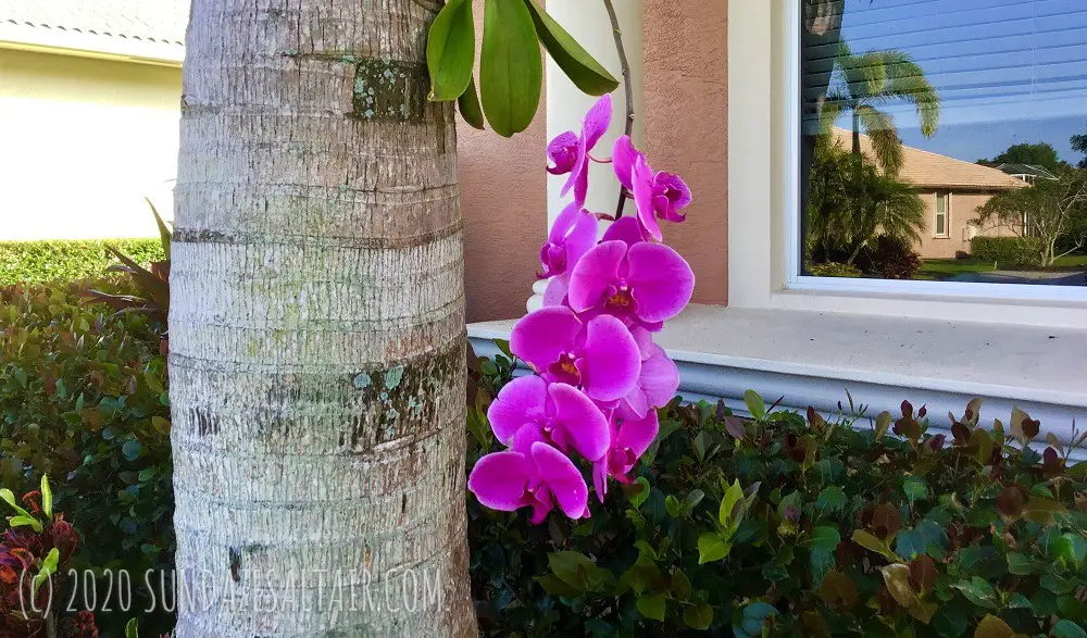 This stunning purple orchid loves hanging off of, and under trees, like this palm