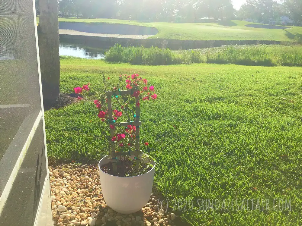 How to grow a bougainvillea in a pot like this one.... This potted bougainvillea in a simple yet elegant white container overlooks the lake under the early morning sun
