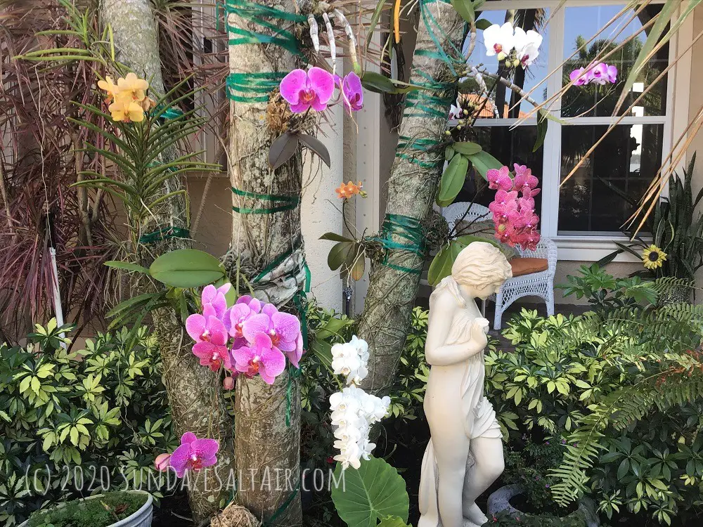 Revive orchids with black tea to make them as healthy as these show-stopping orchids attached to trees outside the front porch