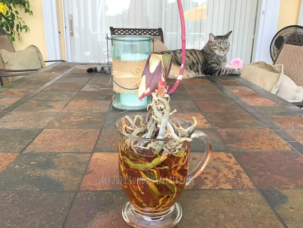 Cat looks on as this orchid is immersed partially in a cup of room temperature black tea to show the distinction between the tea-hydrated roots & non-hydrated roots.
