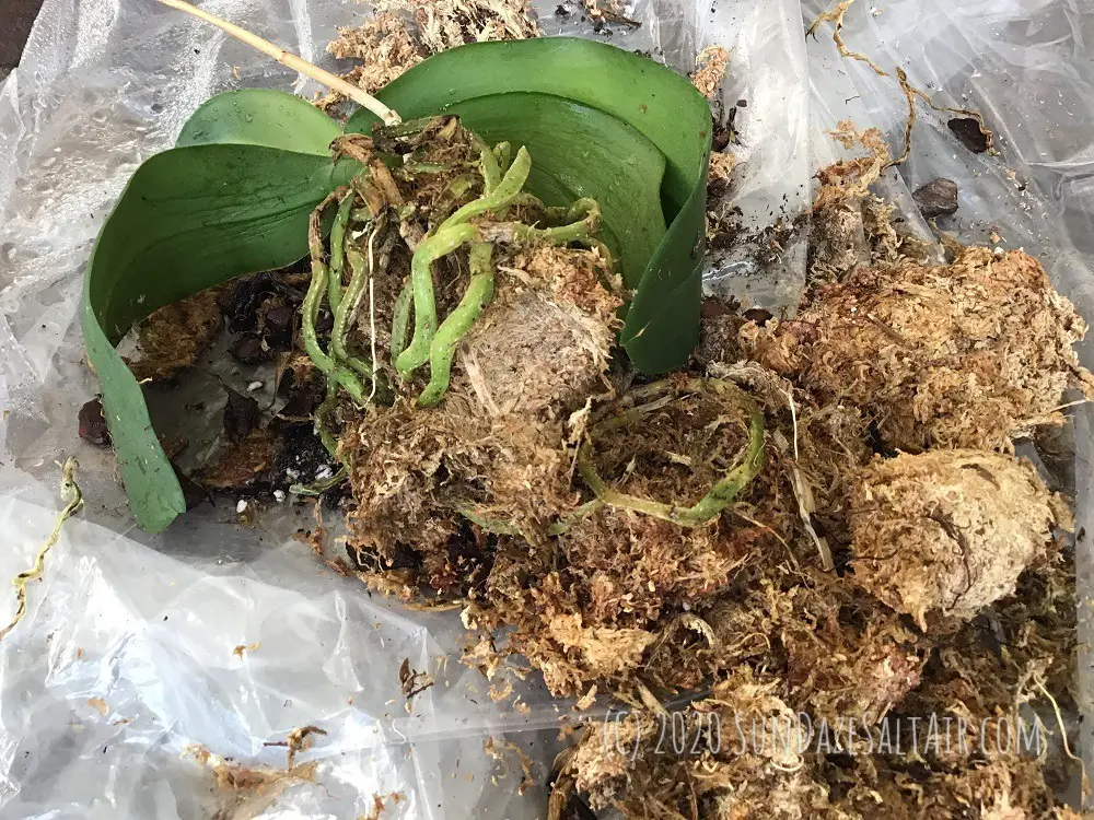 Transferring orchids from pots to hanging baskets first requires gently unraveling roots from very tightly packed potting medium