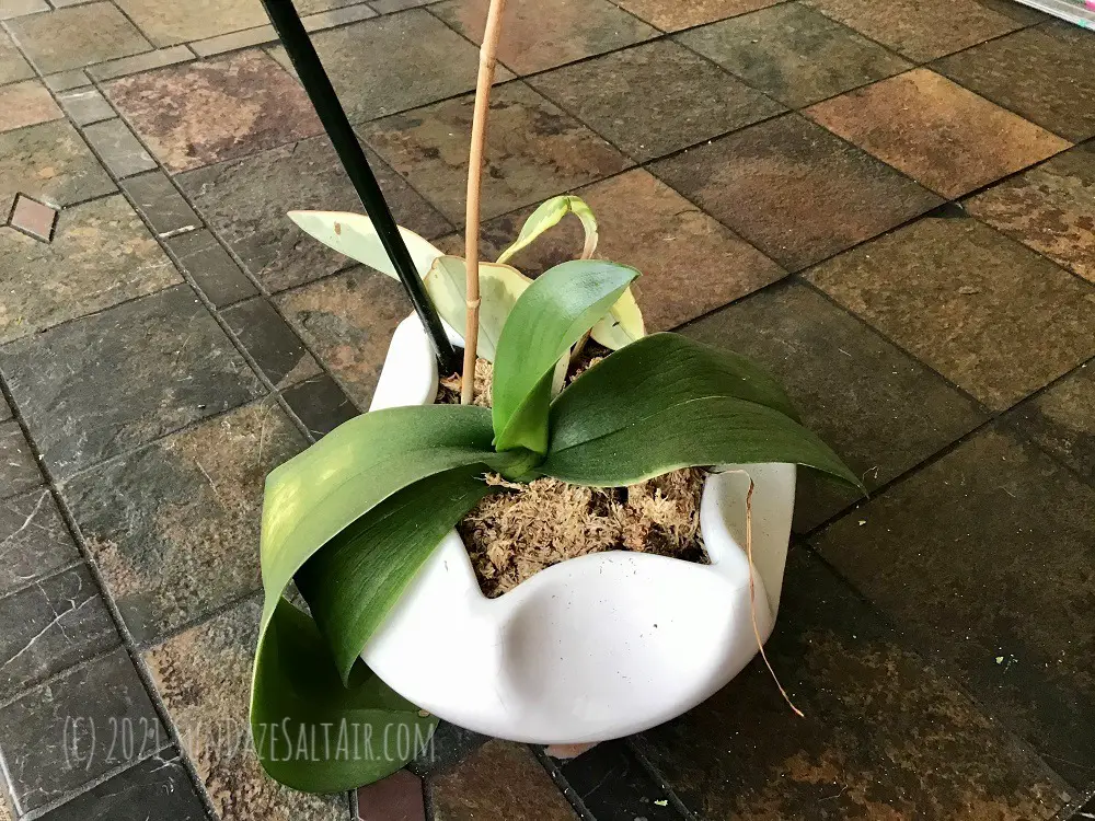 Why plant an orchid in a hanging basket? Exhibit A: See this orchid with limp leaves in it's ceramic pot with no drainage "before" re-homing into an orchid basket