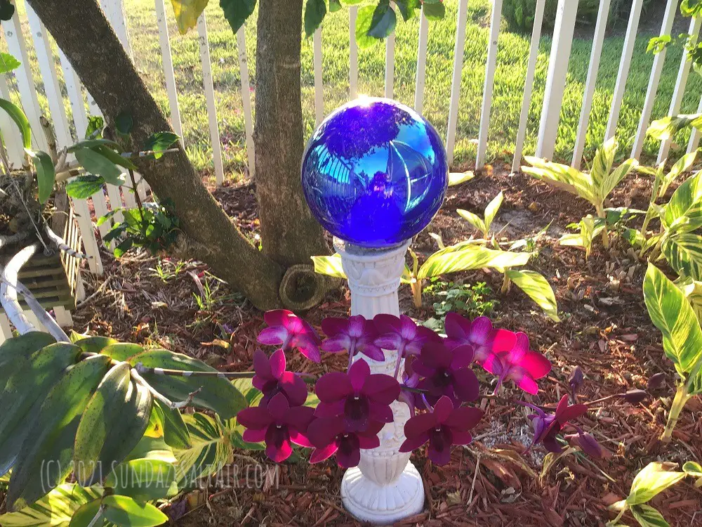 Dendrobium Phalaenopsis Hanging Under A hibiscus tree