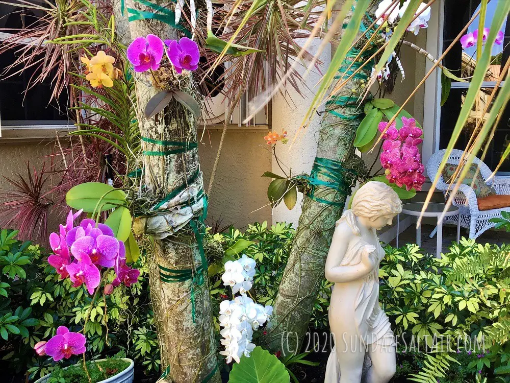 How to mount your vanda orchid to a tree & why you should...  Give your orchid the ventilation it craves for a collection as beautiful as this vanda mounted to a palm surrounded by a variety of other orchids and a statue of young girl in the garden