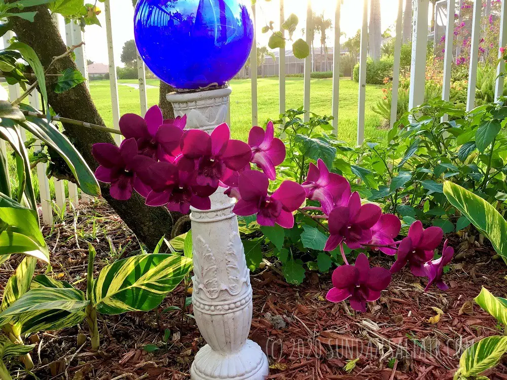 How do you care for a dendrobium phalaenopsis orchid? Beautiful purple dendrobium phalaenopsis in a hanging basket by gazing globe