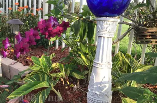 How do you care for a dendrobium phalaenopsis orchid_ Beautiful purple dendrobium phalaenopsis in a hanging basket on a tree