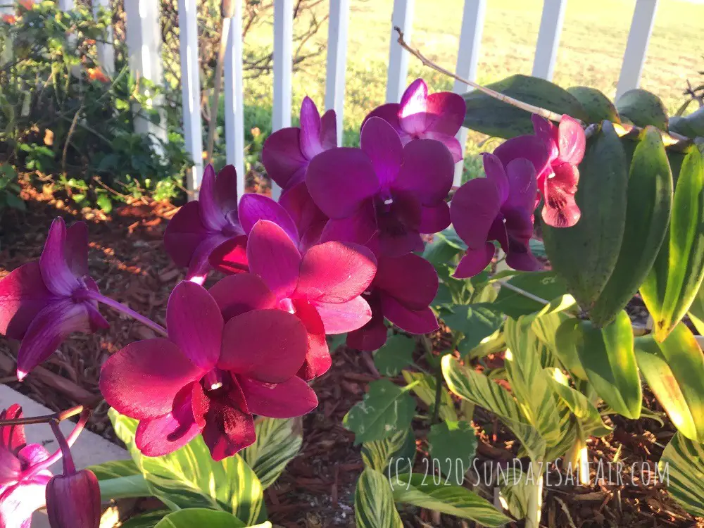 How to care for a beautiful purple dendrobium phalaenopsis hanging under a hibiscus tree