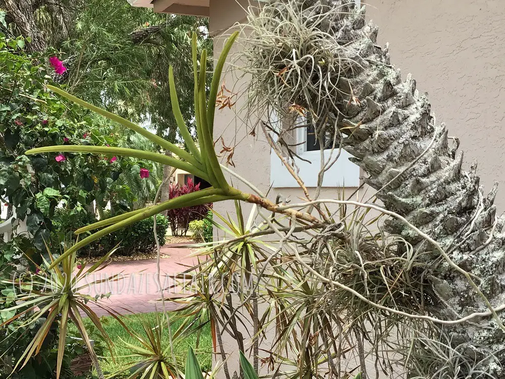 How to mount and grow your vanda to a tree_ this terete vanda shows how happy it is in its home on this palm by growing a new leaf