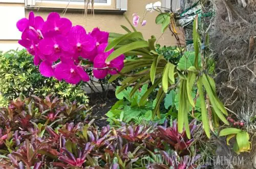 How to mount & grow a vanda orchid on a tree like this beautiful hot pink vanda