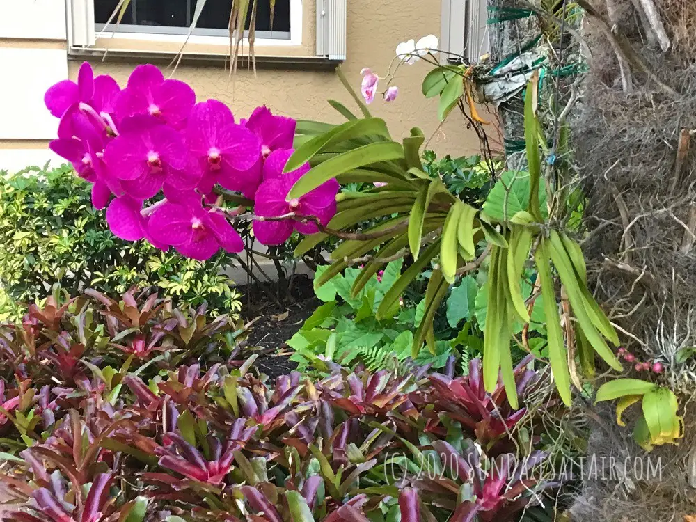 How to mount & grow a vanda orchid on a tree like this beautiful hot pink vanda