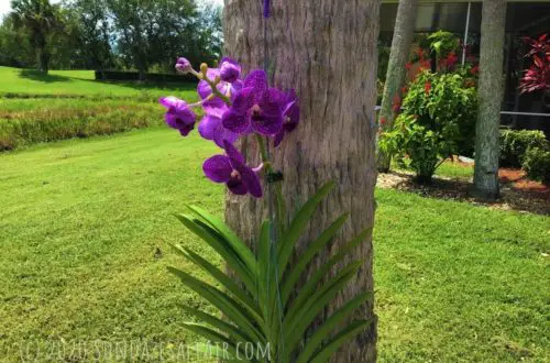 How to water a Vanda orchid like this beautiful purple Vanda in a hanging basket on a palm tree by the lake