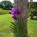 How to water a Vanda orchid like this beautiful purple Vanda in a hanging basket on a palm tree by the lake