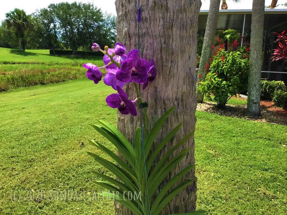 How to water a Vanda orchid like this beautiful purple Vanda in a hanging basket on a palm tree by the lake