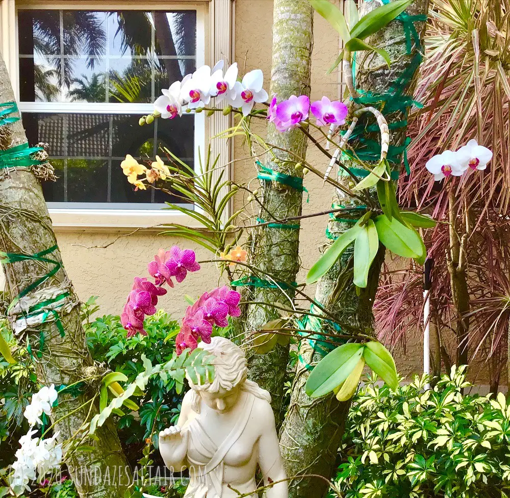 How to water a vanda orchid like this one attached to a palm tree with a variety of other beautiful orchids surrounding a garden statue