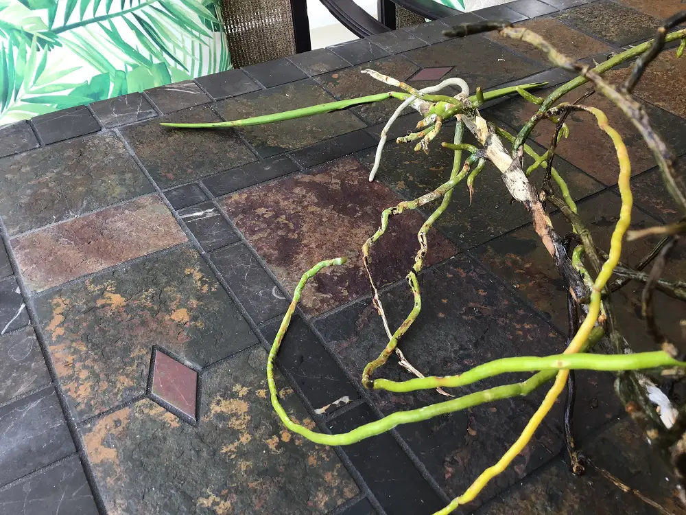 How to water a vanda orchid, see the silvery roots turn a vibrant shade of green